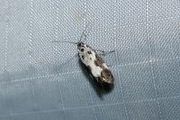 Ethmia quadrillella
