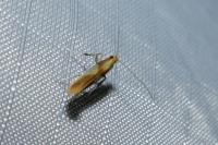 Caloptilia