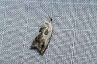 Ancylis laetana