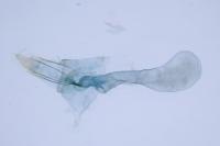 Alucita zonodactyla