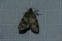Cnephasia