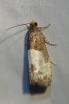 Notocelia cynosbatella
