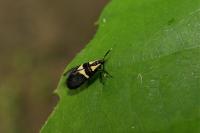 Dasycera oliviella