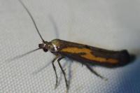 Ochromolopis ictella