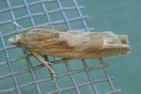 Eucosma gr. cana