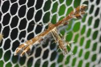 Oxyptilus
