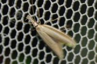 Pleurota pungitiella