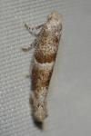 Cedestis subfasciella