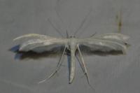 Pterophorus pentadactylus