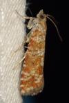 Rhyacionia pinivorana/miniatana