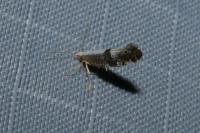 Argyresthia spinosella