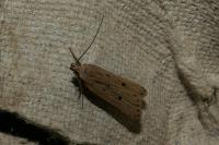 Acompsia