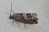 Grapholita jungiella