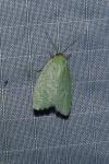 Tortrix viridana