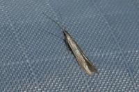 Coleophora