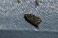 Cnephasia