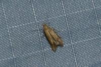 Tischeria