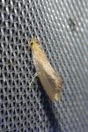 Crassa tinctella