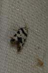 Pseudotelphusa scalella