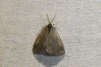 Rebelia plumella surientella