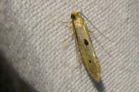 Tinea trinotella