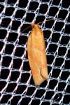 Clepsis pallidana