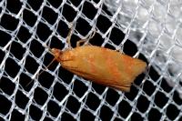Clepsis pallidana