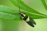 Dasycera oliviella