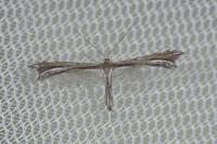 Gypsochares bigoti