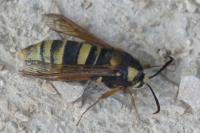 Sesia apiformis