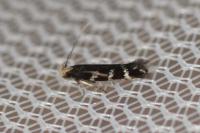 Oxypteryx wilkella