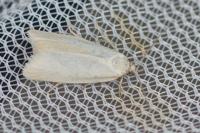 Cnephasia longana