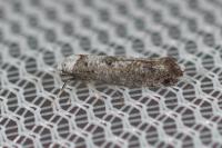Paraswammerdamia albicapitella