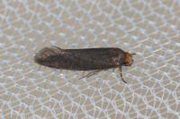 Cephimallota crassiflavella