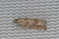 Pelochrista caecimaculana