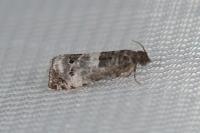 Notocelia trimaculana