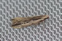 Monochroa palustrellus