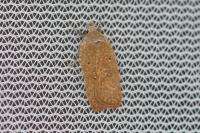 Agonopterix irrorata