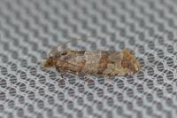 Lobesia indusiana