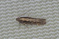 Scrobipalpa suaedella