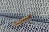 Scrobipalpa suaedella