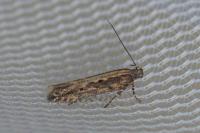 Scrobipalpa suaedella