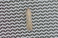 Metzneria hilarella
