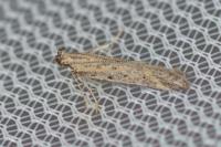 Metzneria hilarella