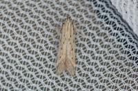 Metzneria