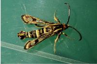 Chamaesphecia empiformis