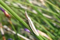 Pleurota