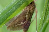 Korscheltellus lupulinus