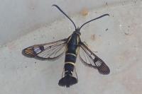 Synanthedon tipuliformis