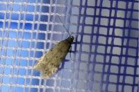 Pseudotelphusa paripunctella